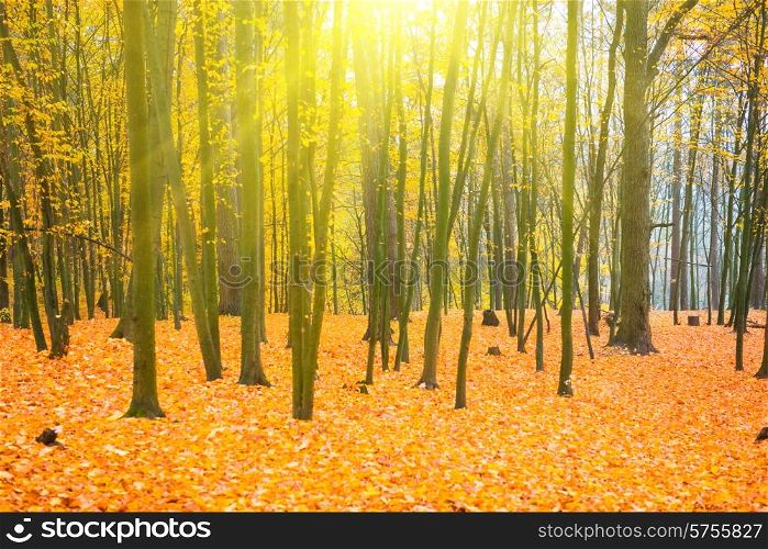 Beautiful fallen park in the sunny forest with yellow and red trees