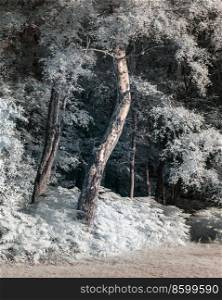 Beautiful false colour infrared forest landscape ima≥