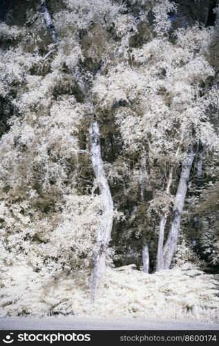 Beautiful false colour infrared forest landscape image