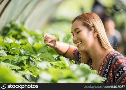 Beautiful farmer woman checking strawberry farm