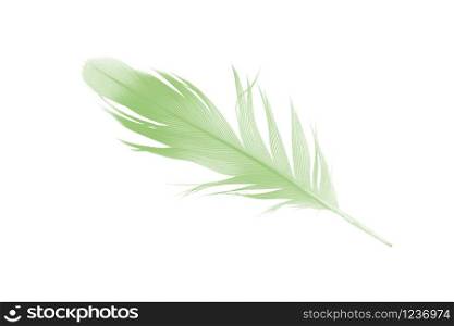 Beautiful feather color light green isolated on white background