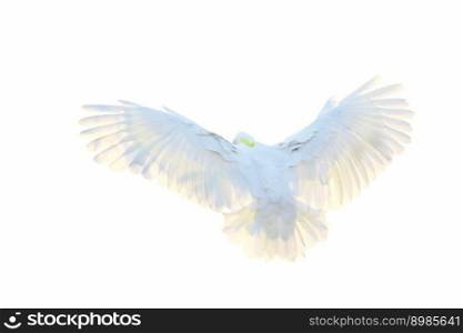 Beautiful feathers on the back of cockatoo parrot isolated on white background.