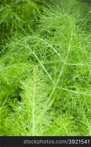 beautiful feathery green leaves of fennel. abstract background