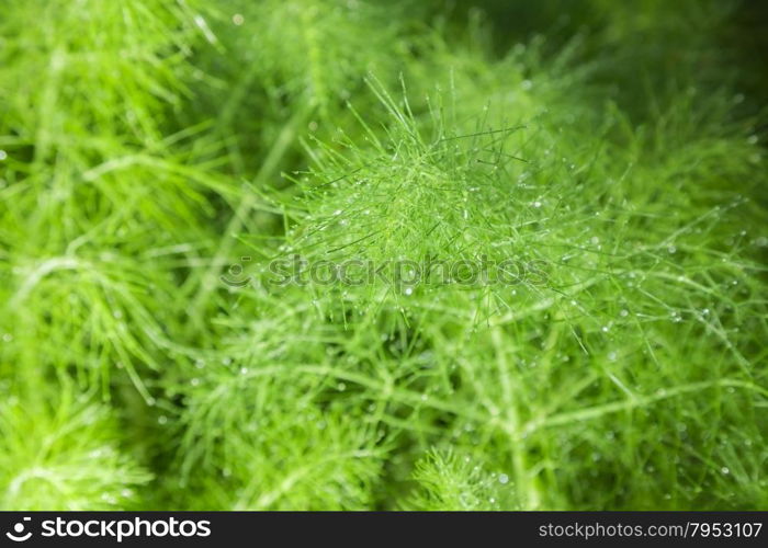 beautiful feathery green leaves of fennel. abstract background