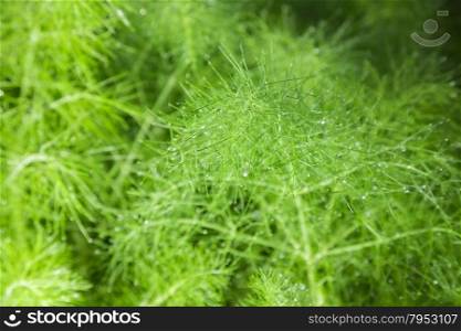 beautiful feathery green leaves of fennel. abstract background