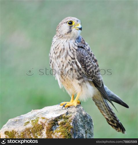 Beautiful female Common Kestrel (Falco tinnunculus), standing on the rock
