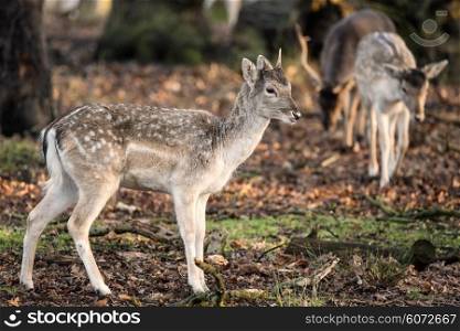 Beautiful female doe fallow deer dama dama in the wild