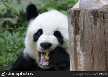 Beautiful Female Panda is chewing an Apple