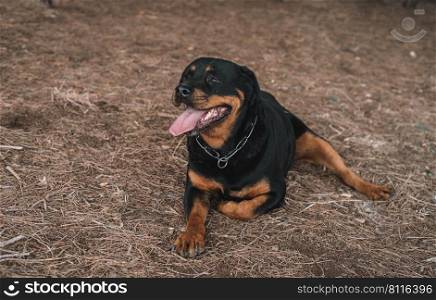 Beautiful female rottweiler on a sunny day