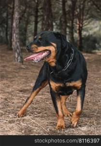 Beautiful female rottweiler on a sunny day