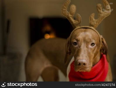 Beautiful female Vizsla dog dressed as a Christmas reindeer.