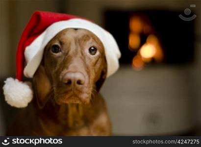 Beautiful female Vizsla dog dressed in a santa hat.