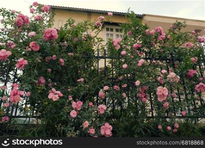 Beautiful fence of a home at Dalat, Vietnam, Climbing roses trellis front of the house, bunch of pink flower with green leaf from rosebush make nice view. Da Lat is city of flower for Viet Nam tourism