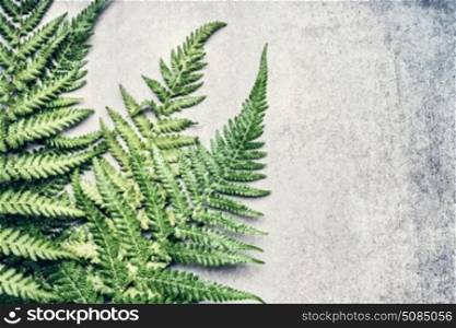 Beautiful Fern leaves on gray concrete background, place for text