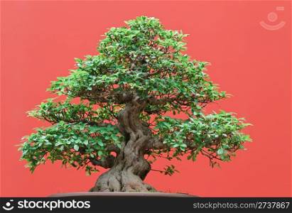 beautiful Ficus tree bonsai over red background