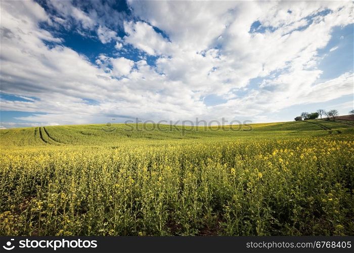 Beautiful field and cloudy sky landscape