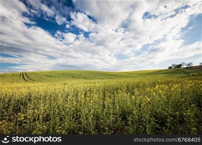 Beautiful field and cloudy sky landscape