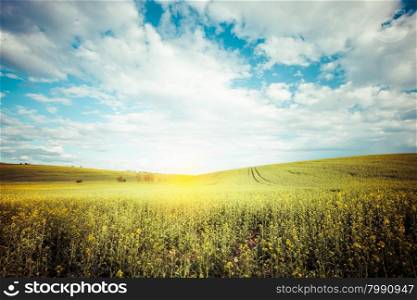 Beautiful field and cloudy sky vintage landscape