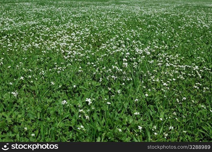 Beautiful field of grass with flowers for a soft green spring or summer background.