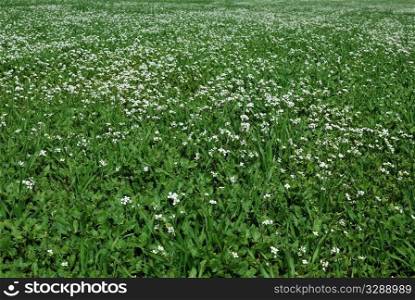 Beautiful field of grass with flowers for a soft green spring or summer background.