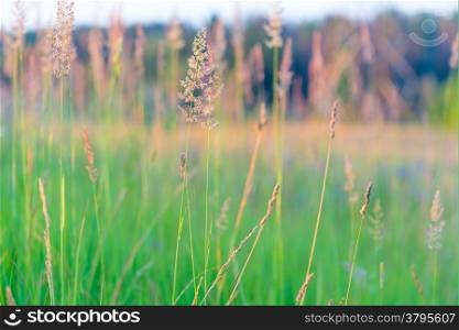 beautiful field with blooming grass