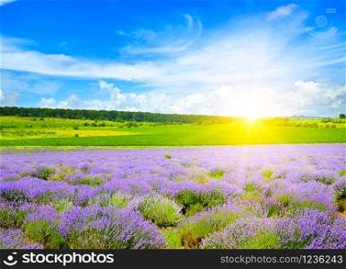 Beautiful field with blooming lavender and bright sunrise. Agricultural landscape.