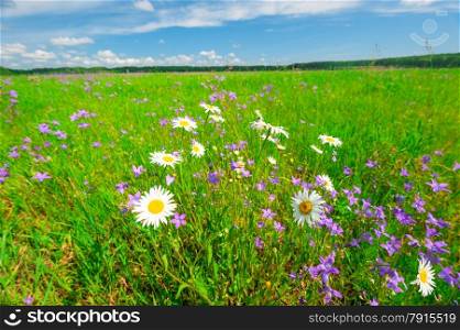 Beautiful field with lush grass and daisies
