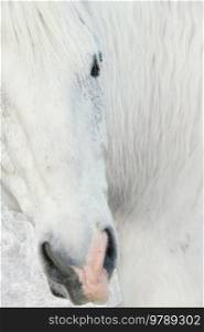 beautiful fine art  portrait  of white horse. 