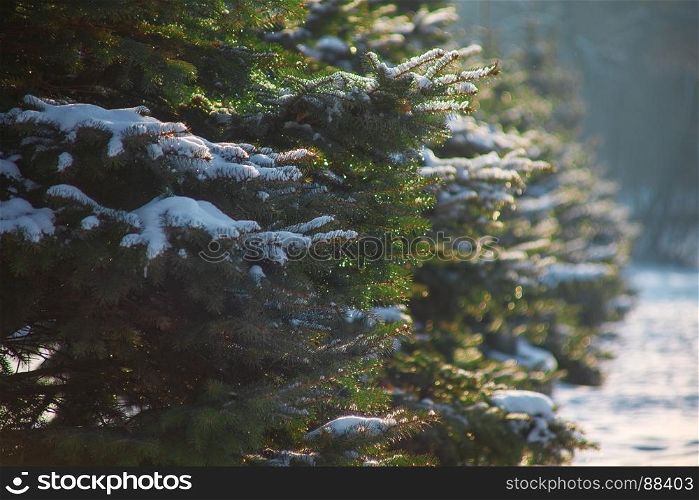 beautiful fir-tree in a snow-covered park. background