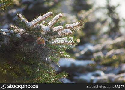 beautiful fir-tree in a snow-covered park. background