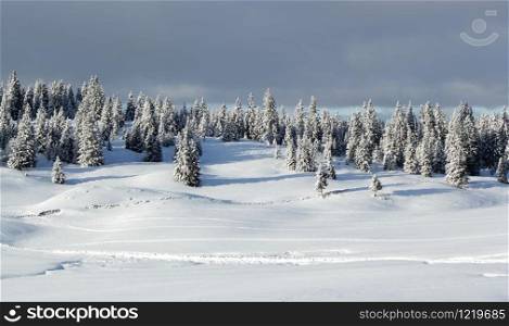 Beautiful fir trees covered with snow in the Jura mountain by cloudy day of winter, Switzerland