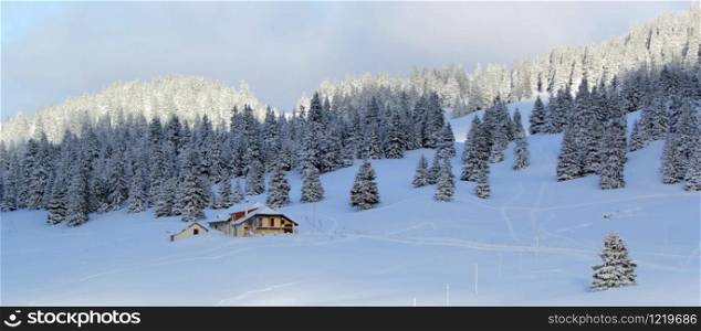 Beautiful fir trees covered with snow next to little house in the Jura mountain by cloudy day of winter, Switzerland. Jura mountain in winter, Switzerland