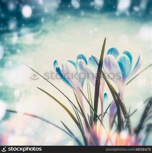 Beautiful first crocuses on blue snow background with sunbeam bokeh, spring nature and flowers concept