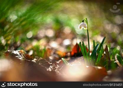 Beautiful first spring flowers in the forest. Nature and outdoor colorful background. Concept for spring time and environment.. Old Russian Helios manual lens.