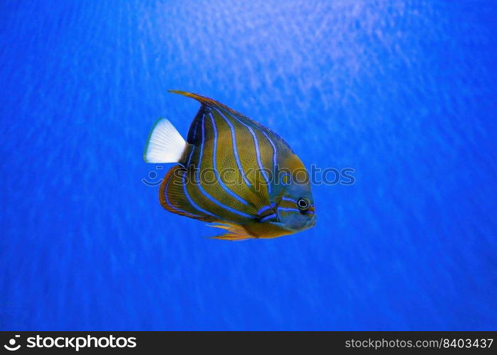 Beautiful fish Bluering angelfish, Pomacanthus Annularis in blue aquarium water. Tropical fish on the background of aquatic coral reef in oceanarium pool. Sea, ocean, marine underwater life. Beautiful fish, Bluering angelfish, Pomacanthus Annularis in blue aquarium water.