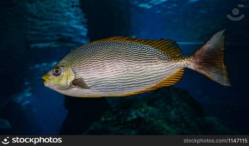 beautiful fish ocean swimming marine life underwater sea
