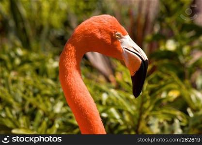Beautiful flamingo bird,California.