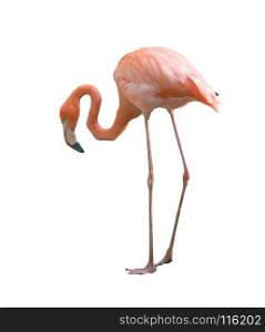 Beautiful flamingo bird isolated on white background