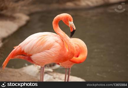Beautiful Flamingo Couple Rest at the Side of The Water.