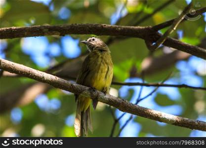 beautiful flavescent bulbul (Pycnonotus flavescens) in Thai forest