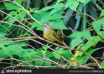 beautiful flavescent bulbul (Pycnonotus flavescens) in tropical forest
