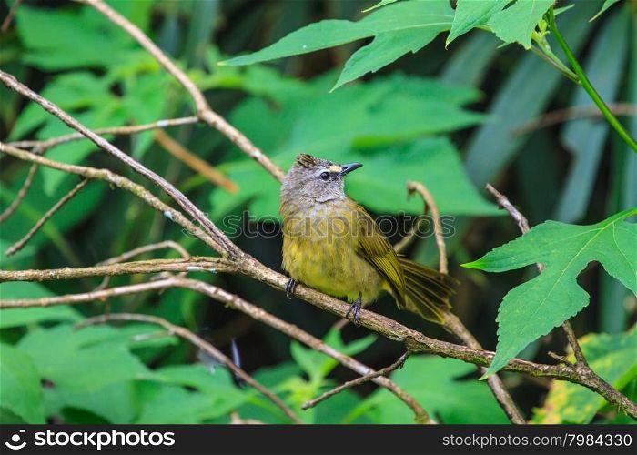 beautiful flavescent bulbul (Pycnonotus flavescens) in tropical forest