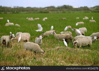 Beautiful flock of sheeps with dipped white birds over sheep back
