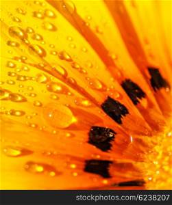 Beautiful floral background, abstract natural wallpaper, bright yellow gerbera flower with dew drops on the petals, beauty of spring season