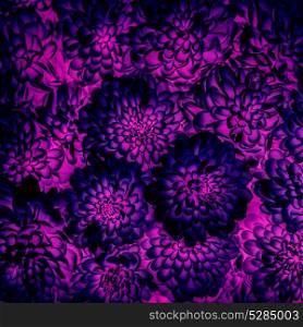 Beautiful floral background, fresh purple dahlia flowers, bright natural wallpaper, seamless pattern