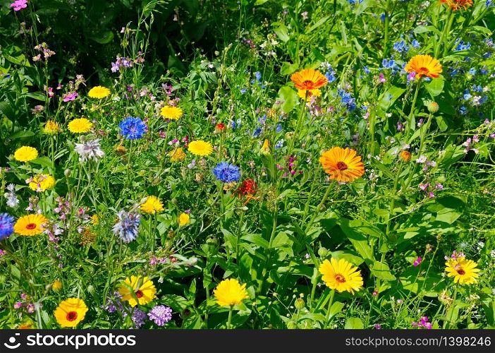 Beautiful floral background of marigolds, cornflowers and other wildflowers.