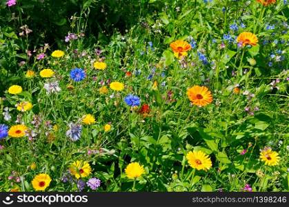 Beautiful floral background of marigolds, cornflowers and other wildflowers.