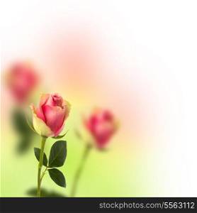Beautiful floral background. Roses over blurred pink backdrop.