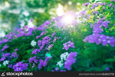 Beautiful floral bush in the orchard in sunny day, fresh green shrub with purple flowers on the flowerbed, abstract natural background, amazing gentle beauty of summer garden. Beautiful floral bush