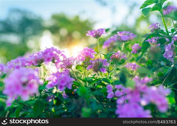 Beautiful floral bush in the orchard in sunny day, fresh green shrub with purple flowers on the flowerbed, abstract natural background, amazing gentle beauty of summer garden. Beautiful purple flowers
